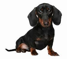dachshund 4 months male puppy is for sale
