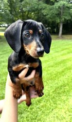 For Sale CKC Reg. 5 months old Male black and Tan Mini-Dachshund