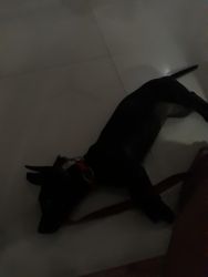Dachshund puppy fort fort Kochi