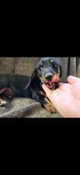 Mini dashounds