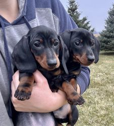 Smoothcoat miniature dachshund boys