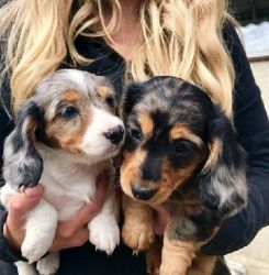2 Dachsund Puppies for adoption