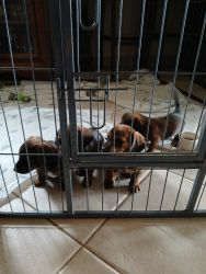 4 Dachshunds for sale