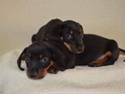 Dachsund Puppies For Sale