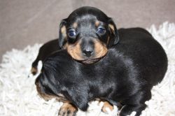 Mini Smooth Haired Black/tan Dachshund Kc Pups