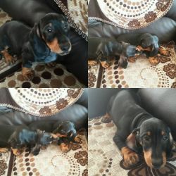 Dachshund puppies for sale