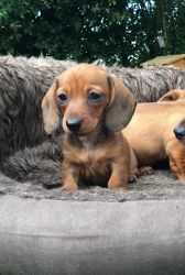 beautiful of 5 dachshund puppies for sale