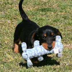 Gorgeous Dachshund puppies For Sale
