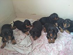 Female Daschund 2months old available