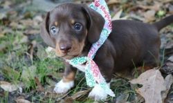 Stunning Little Chocolate and Tan Dachshund Puppies