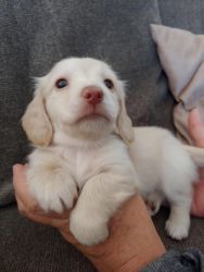 Long hair miniature long hair cream dachshund puppies
