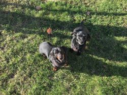 Dachsund siblings for sale