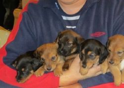 Adorable DACHSHUND puppies ready to live