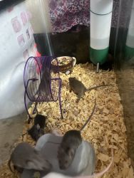 Mice for sale need good home or for feeders