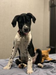 14 week puppy free to good home