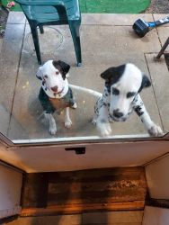 2 Dalmatian looking for a forever home