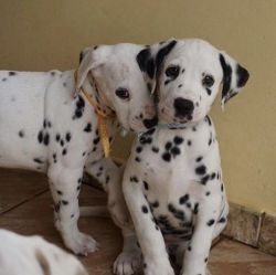 Cute Dalmatian Puppies
