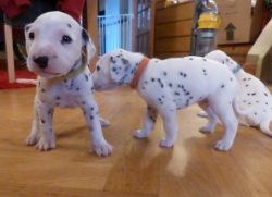 Lovely Dalmatian Puppies