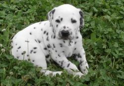 cute dalmatian puppies for sale