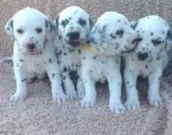 Dalmatian Puppies available