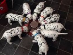 Beautiful Dalmatian Pups For Sale