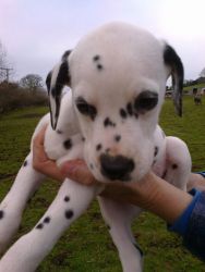 Dalmatian Puppies,male and female.