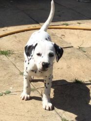 Stunning Dalmatian Pup Ready To Go. Now 550.00