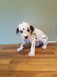 Dalmatian Puppies For Sale