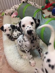AKC Dalmatians puppies ready to go to new homes now