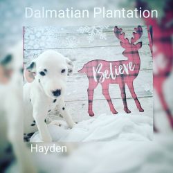 Dalmatian akc puppies