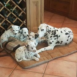 Stunning Dalmatian Puppies