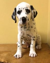 Lovely Dalmatian puppies puppies