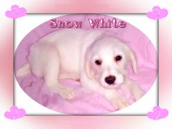Snow White Female Dal-a-poo White and cream