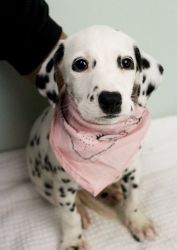 AKC Dalmatian Puppies for sale