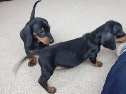 Cute Dachshund puppies For Sale