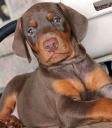 AKC Doberman puppie (NOW Available to go new home) 12 weeks