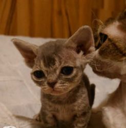 Beautiful Devon Rex Kittens