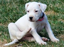 Top Family Raised Dogo Argentino Puppies