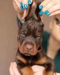 Dobermann Dogs and Puppies for sale