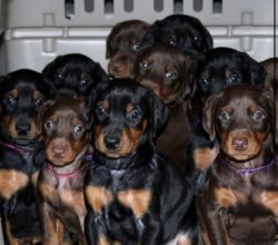 Doberman Puppies Ready to be reserved