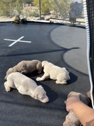 Puppies need a good home
