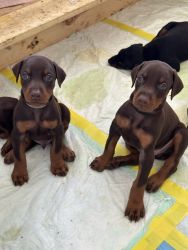 Doberman puppies