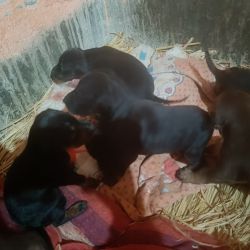doberman baby 5 female and 1 male puppy