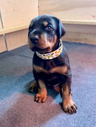 100% European Doberman Puppies From Imported Parents