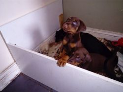 Stunning Doberman puppies for sale