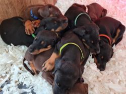Dobermann Puppies For Sale.