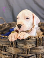 Dogo Argentino puppies born June 5 and are ready for rehoming August 5