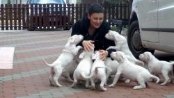 Dogo Argentino Puppies At (xxx) xxx-xxx3
