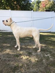 Dogo Argentino for sale $3000 obo