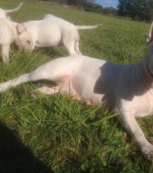 Finally Dogo Argentino Puppies For Sale